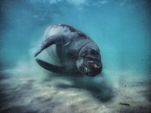 Manatee